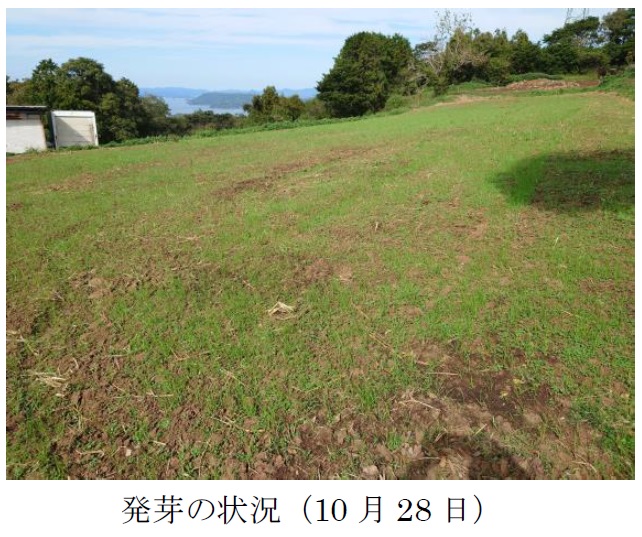 イタリアンライグラス|はやまき18