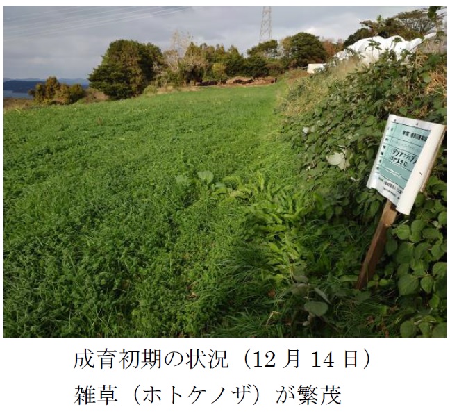 イタリアンライグラス|はやまき18