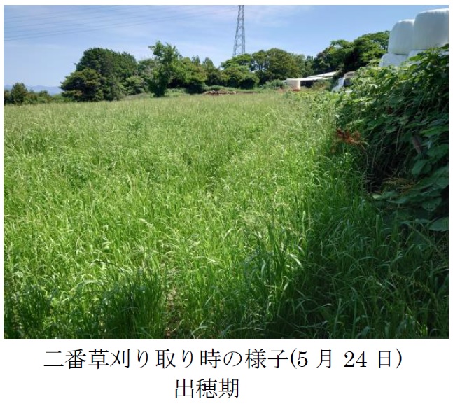 イタリアンライグラス|はやまき18