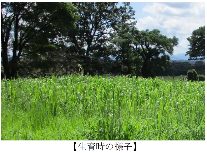 ソルガム|華青葉