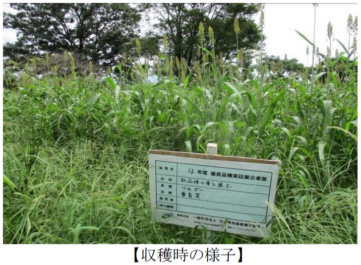 ソルガム|華青葉