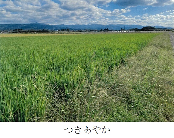 飼料用稲|つきあやか、ミナミユタカ