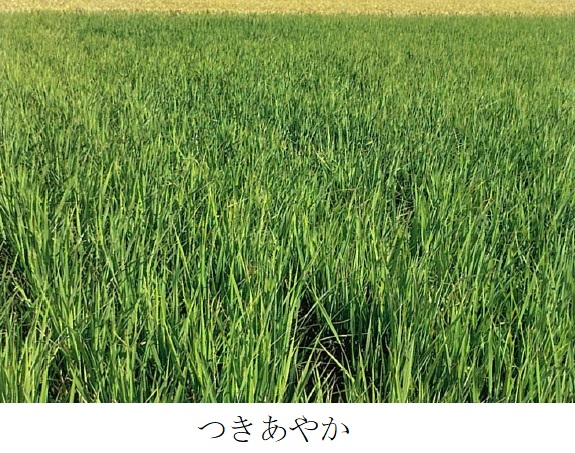 飼料用稲|つきあやか、ミナミユタカ