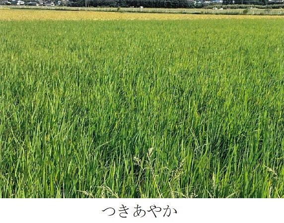 飼料用稲|つきあやか、ミナミユタカ