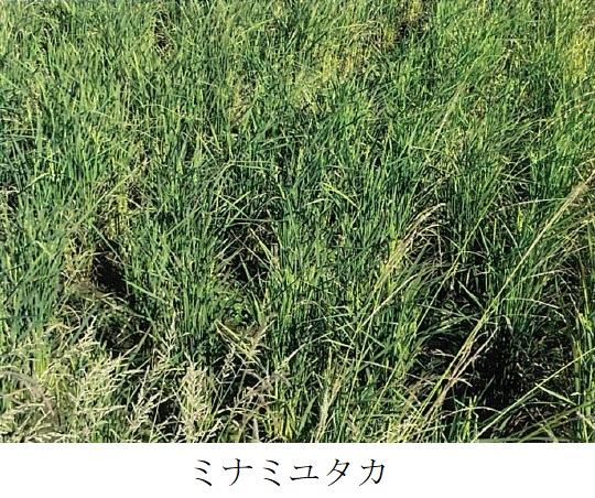 飼料用稲|つきあやか、ミナミユタカ