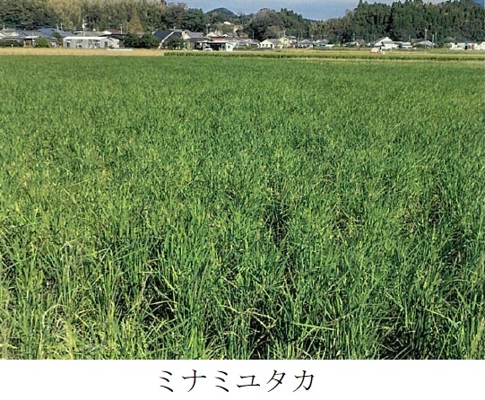 飼料用稲|つきあやか、ミナミユタカ