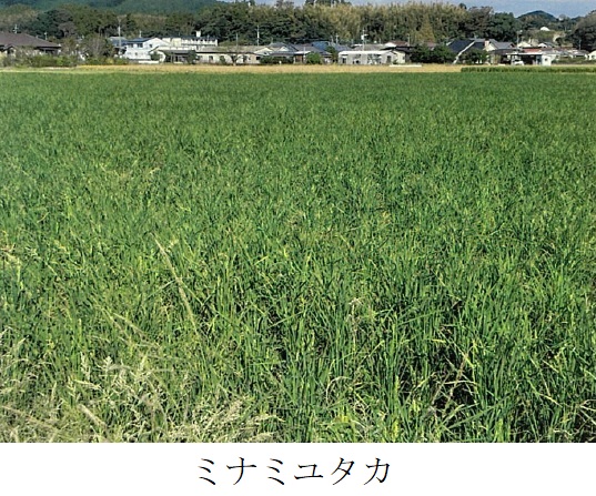 飼料用稲|つきあやか、ミナミユタカ