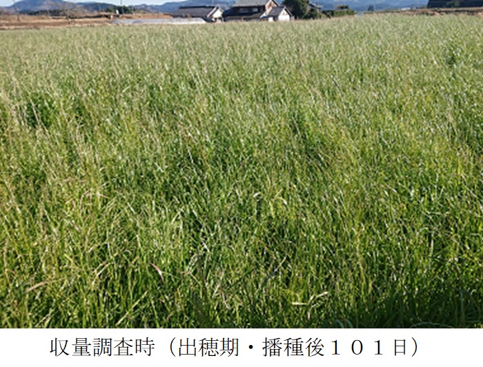 イタリアンライグラス|Kyushu 1