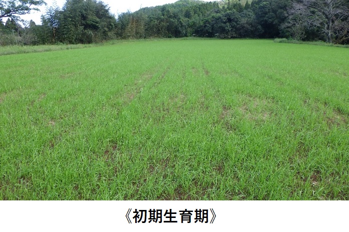 イタリアンライグラス|Kyushu 1