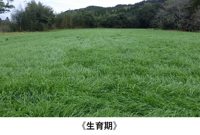 イタリアンライグラス|Kyushu 1