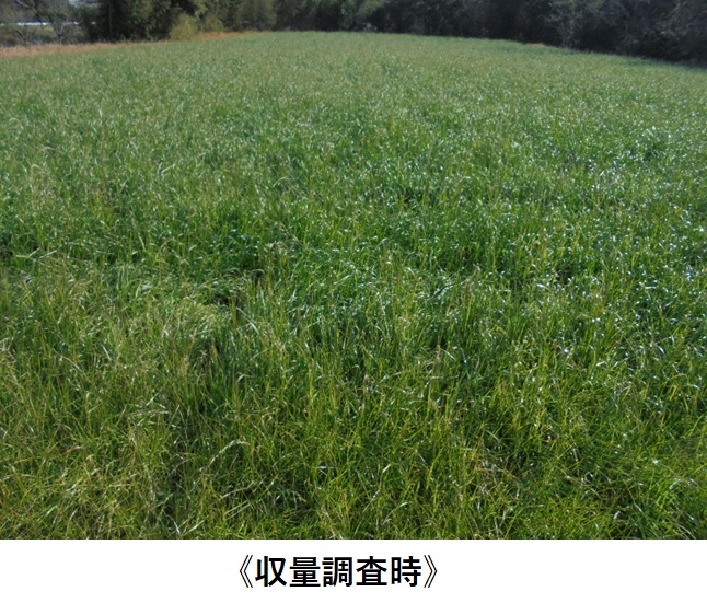 イタリアンライグラス|Kyushu 1