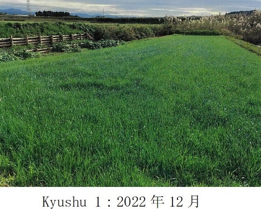 イタリアンライグラス|Kyushu 1、きららワセ