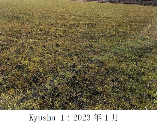 イタリアンライグラス|Kyushu 1、きららワセ