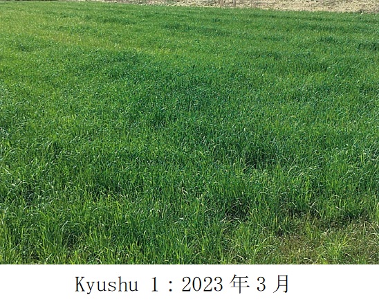 イタリアンライグラス|Kyushu 1、きららワセ