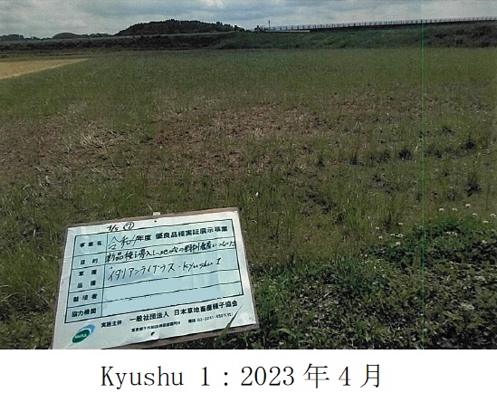 イタリアンライグラス|Kyushu 1、きららワセ