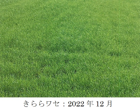 イタリアンライグラス|Kyushu 1、きららワセ