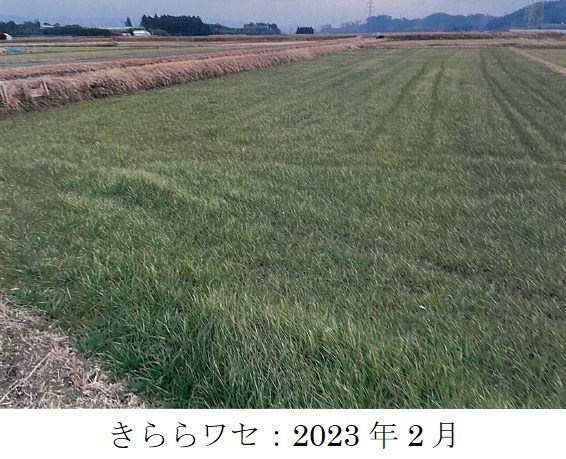 イタリアンライグラス|Kyushu 1、きららワセ