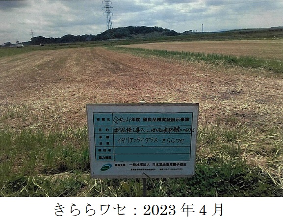 イタリアンライグラス|Kyushu 1、きららワセ