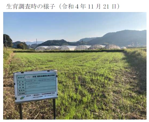 イタリアンライグラス|Kyushu 1