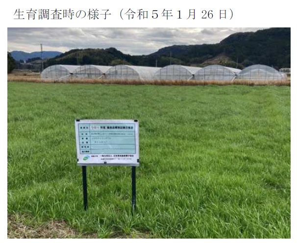 イタリアンライグラス|Kyushu 1