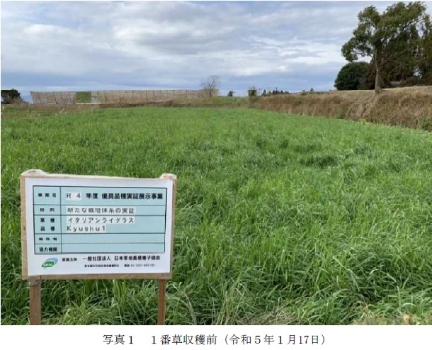 イタリアンライグラス|Kyushu 1