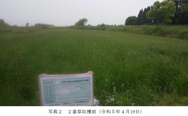 イタリアンライグラス|Kyushu 1