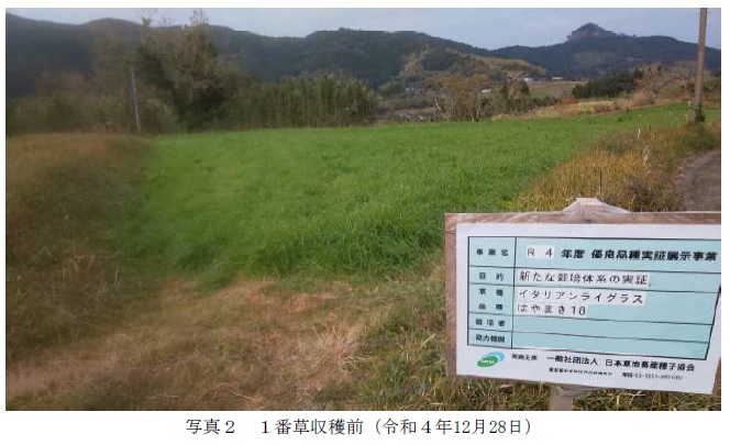 イタリアンライグラス|はやまき18