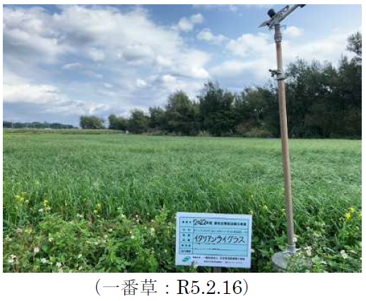 イタリアンライグラス|Kyushu 1