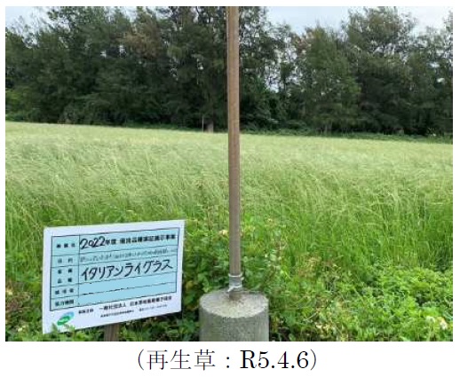 イタリアンライグラス|Kyushu 1