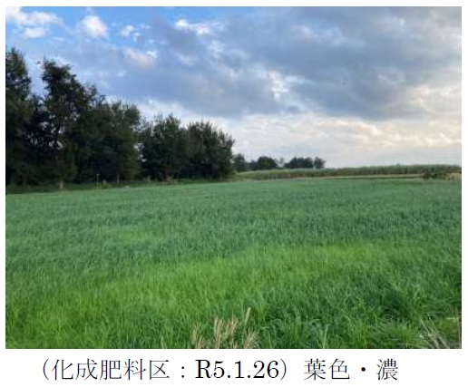 イタリアンライグラス|Kyushu 1