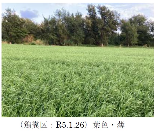 イタリアンライグラス|Kyushu 1