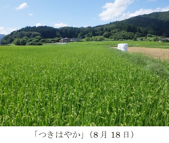 飼料用稲|つきはやか
