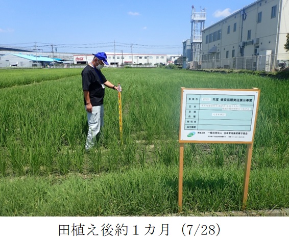 飼料用稲|つきすずか