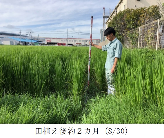 飼料用稲|つきすずか