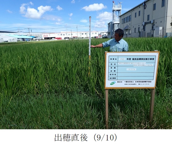 飼料用稲|つきすずか