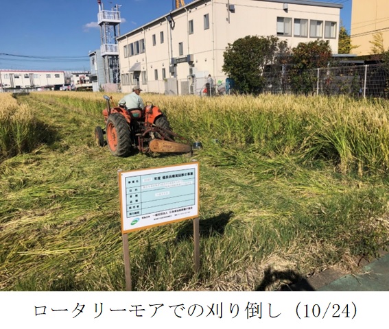 飼料用稲|つきすずか